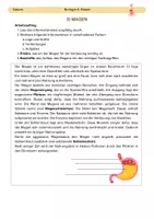 Vorschau - Stationenlernen - Stationsarbeit: Verdauungsorgane - Seite 3