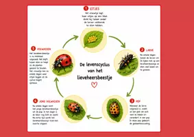 Voorbeeld - Informatieve bundel 'Het lieveheersbeestje' - Pagina 2