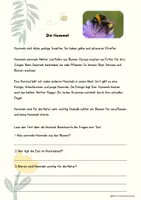 Vorschau - Unterrichtsreihen - Materialpaket Gedicht Hummelpopo differenziert - Seite 3