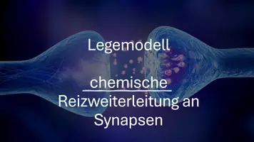 Vorschau - Arbeitsblätter - Chemische Synapsen verstehen: Interaktives Legemodell - Seite 3