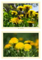 Vorschau - Unterrichtsreihen - großes Materialpaket Sachunterricht Klasse 1 & 2 Frühling, Verkehr, Tiere, Sinne, Frühblüher, Müll, Herbst, Winter & Co. - Seite 2