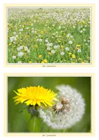 Vorschau - Unterrichtsreihen - großes Materialpaket Sachunterricht Klasse 1 & 2 Frühling, Verkehr, Tiere, Sinne, Frühblüher, Müll, Herbst, Winter & Co. - Seite 3