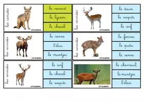 Aperçu - Apprentissages en autonomie - cartes-a-pinces-les-animaux-sauvages - Page 3