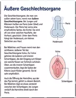 Vorschau - Arbeitsblätter - Geschlechtsorgane verstehen : Leseverständnis und Wortsuchrätsel mit Lösungen - Seite 3