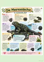 Vorschau - Merkblätter - Reptilien_Steckbriefe - Seite 2