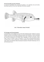 Vorschau - Klassenarbeiten - Klausur Photosynthese & Wechselbeziehungen (Oberstufe Biologie) - Seite 2