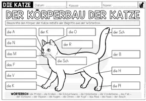 Vorschau - Arbeitsblätter - Körperbau der Katze – Körperteile beschriften und zuordnen | Arbeitsblatt 4.–5. Klasse - Seite 2