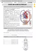 Vorschau - Unterrichtsreihen - Der große und kleine Blutkreislauf – Komplettpaket inkl. Differenzierung - Seite 3