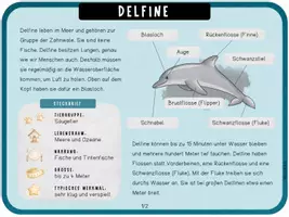 Vorschau - Unterrichtsreihen - Delfine - Arbeitsblätter, Lapbook & Wissenskartei - Seite 1