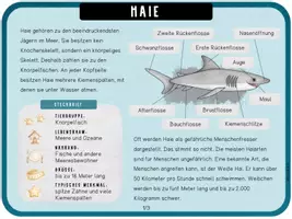 Vorschau - Unterrichtsreihen - Haie - Arbeitsblätter, Lapbook & Wissenskartei - Seite 1