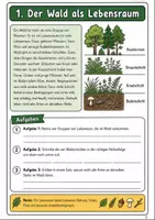 Vorschau - Arbeitsblätter - Lebensraum Wald Klasse 5-6: Sachtexte Themenheft - Seite 1
