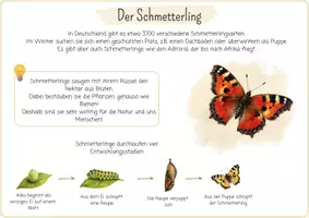 Vorschau - Spiele - Insekten Projektpaket | Arbeitsblätter Sortierspiel Puzzle Montessori |Lernheft Bildkarten Tiere Natur - Seite 3