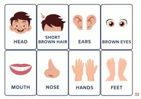 anteprima - Flashcard - Parts of the body flashcards - Pagina 2