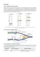 Vorschau - Klassenarbeiten - Biologie Klausur Genetik Q1/Q2 – DNA, Proteinbiosynthese, Mutationen & CRISPR (180 Min.) - Seite 2