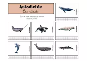 Aperçu - Apprentissages en autonomie - Autodictée - les animaux sauvages - Page 1