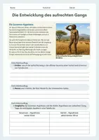 Vorschau - Arbeitsblätter - Mensch und Affe sind verwandt – Evolution, Menschenaffen und aufrechter Gang - Seite 3