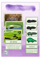 Vorschau - Präsentationen/Tafelbilder - Der Frosch - Tafelmaterial (Bild- und Wortkarten Metamorphose) - Deckblatt