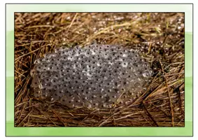 Vorschau - Präsentationen/Tafelbilder - Der Frosch - Tafelmaterial (Bild- und Wortkarten Metamorphose) - Seite 2