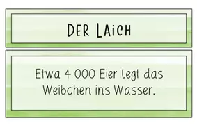 Vorschau - Präsentationen/Tafelbilder - Der Frosch - Tafelmaterial (Bild- und Wortkarten Metamorphose) - Seite 3