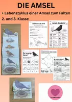 Vorschau - Arbeitsblätter - Amsel Lebenszyklus - Interaktives Faltbuch & Steckbrief - Deckblatt