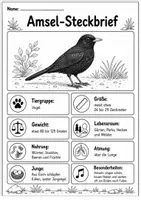 Vorschau - Arbeitsblätter - Amsel Lebenszyklus - Interaktives Faltbuch & Steckbrief - Seite 1