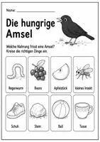 Vorschau - Arbeitsblätter - Amsel Lebenszyklus - Interaktives Faltbuch & Steckbrief - Seite 3