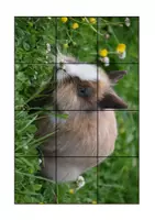Vorschau - Spiele - Das Zwergkaninchen: Puzzle- kostenlos - Seite 2