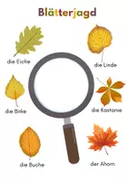 Vorschau - Bildkarten - Heimische Laubbäume und Nadelbäume bestimmen - Seite 1