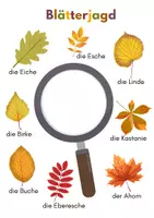 Vorschau - Bildkarten - Heimische Laubbäume und Nadelbäume bestimmen - Seite 2