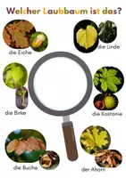 Vorschau - Bildkarten - Heimische Laubbäume und Nadelbäume bestimmen - Seite 3