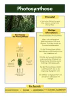 Vorschau - Arbeitsblätter - Photosynthese erklärt in einer Übersicht - Deckblatt