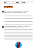 Vorschau - Arbeitsblätter - Was ist Muskelkater? Training & Regeneration - Seite 3