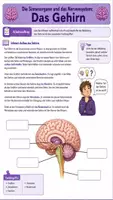 Vorschau - Arbeitsblätter - 🧠 Das Gehirn – Aufbau und Aufgaben eines faszinierenden Organs - Seite 1