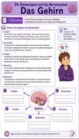 Vorschau - Arbeitsblätter - 🧠 Das Gehirn – Aufbau und Aufgaben eines faszinierenden Organs - Seite 2
