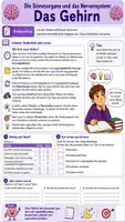Vorschau - Arbeitsblätter - 🧠 Das Gehirn – Aufbau und Aufgaben eines faszinierenden Organs - Seite 3