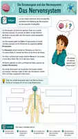 Vorschau - Arbeitsblätter - ⚡ Das Nervensystem – Das Informationsnetzwerk unseres Körpers- Klasse 7/8 Biologie(Bio) 👨🔬 - Seite 1