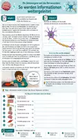 Vorschau - Arbeitsblätter - ⚡ Das Nervensystem – Das Informationsnetzwerk unseres Körpers- Klasse 7/8 Biologie(Bio) 👨🔬 - Deckblatt