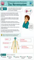 Vorschau - Arbeitsblätter - ⚡ Das Nervensystem – Das Informationsnetzwerk unseres Körpers- Klasse 7/8 Biologie(Bio) 👨🔬 - Seite 2