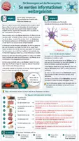 Vorschau - Arbeitsblätter - ⚡ Das Nervensystem – Das Informationsnetzwerk unseres Körpers- Klasse 7/8 Biologie(Bio) 👨🔬 - Seite 3