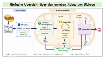 Vorschau - Stationenlernen - Zellatmung komplett: Aerober Abbau von Glukose - Stationenlernen mit Lösungen & Transferaufgaben | Oberstufe Biologie - Seite 3