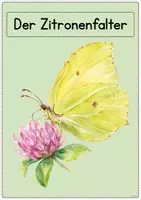 Vorschau - Arbeitsblätter - Der Schmetterling - Tafelmaterial + Arbeitsblätter Klasse 1 - Seite 1