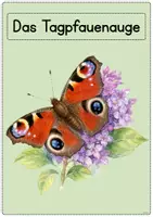 Vorschau - Arbeitsblätter - Der Schmetterling - Tafelmaterial + Arbeitsblätter Klasse 1 - Seite 2