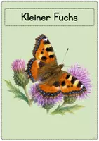 Vorschau - Arbeitsblätter - Der Schmetterling - Tafelmaterial + Arbeitsblätter Klasse 1 - Seite 3