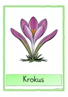 Vorschau - Poster - Freebie: Wort-Bild-Karten zu Frühblühern - Seite 2