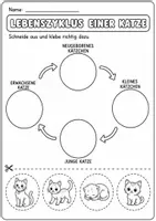 Vorschau - Arbeitsblätter - Katze Lebenszyklus - Interaktives Faltbuch & Arbeitsblätter - Seite 3