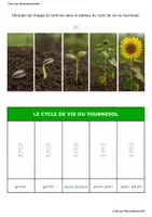 Aperçu - Feuilles d'exercices - Lapbook fleur de Tournesol Monpetitcoindief - Page 1