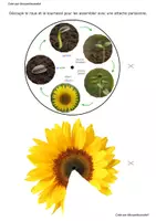 Aperçu - Feuilles d'exercices - Lapbook fleur de Tournesol Monpetitcoindief - Page 2