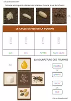 Aperçu - Feuilles d'exercices - Lapbook sur les fourmis Monpetitcoindief - Page 1