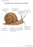Aperçu - Feuilles d'exercices - Lapbook sur les escargots Monpetitcoindief - Page 2