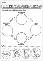 Vorschau - Arbeitsblätter - Hund Lebenszyklus - Interaktives Faltbuch & Arbeitsblätter - Seite 3